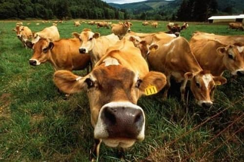 Чи оподатковують ПДФО дотації на утримання молодняку ВРХ Чи оподатковують ПДФО дотації на утримання молодняку ВРХ