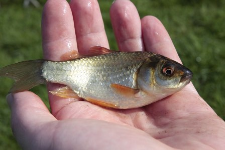 Визначили розмір плати за спецвикористання водних біоресурсів та порядок її справляння Визначили розмір плати за спецвикористання водних біоресурсів та порядок її справляння
