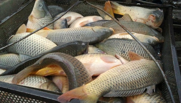 Єдинник 4 групи розводить рибу у ставку: чи сплачує рентну плату за спецвикористання води Єдинник 4 групи розводить рибу у ставку: чи сплачує рентну плату за спецвикористання води