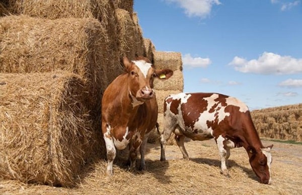 В Україні діятимуть європейські вимоги до благополуччя тварин В Україні діятимуть європейські вимоги до благополуччя тварин