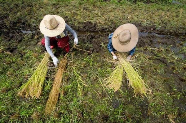 За виробничу практику з біології по збиранню урожаю учнями підприємство сплатить більше 3 млн грн штрафу За виробничу практику з біології по збиранню урожаю учнями підприємство сплатить більше 3 млн грн штрафу