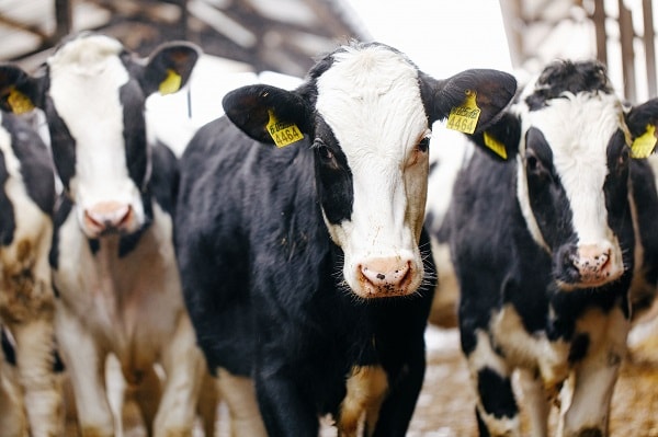 Ввезення племінних тварини без ПДВ: але не для всіх Ввезення племінних тварини без ПДВ: але не для всіх