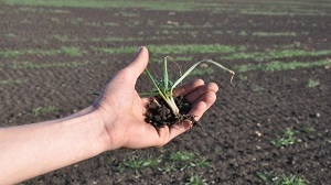 Як нарахувати податкові зобов’язання з ПДВ при загибелі посівів Як нарахувати податкові зобов’язання з ПДВ при загибелі посівів