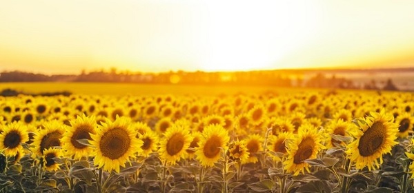 Надприбуток експортерів аграрної та промислової сировини хочуть оподатковувати аграрна сировина