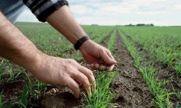 Сільгоспникам відшкодовуватимуть втрати від повністю загиблих посівів: Мінагрополітики утворило комісію та затвердило форми документів Сільгоспникам відшкодовуватимуть втрати від повністю загиблих посівів: Мінагрополітики утворило комісію та затвердило форми документів