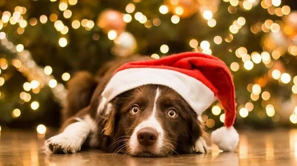 Миколай «в тренді»: топ-5 подарунків Миколай «в тренді»: топ-5 подарунків