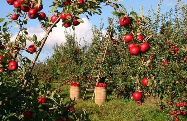Подовжено строк подання документів на отримання держпідтримки в галузі садівництва і тваринництва Подовжено строк подання документів на отримання держпідтримки в галузі садівництва і тваринництва