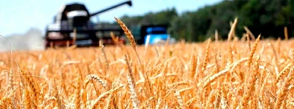 Як аграріям отримати дотації на вирощування нішевих культур Як аграріям отримати дотації на вирощування нішевих культур