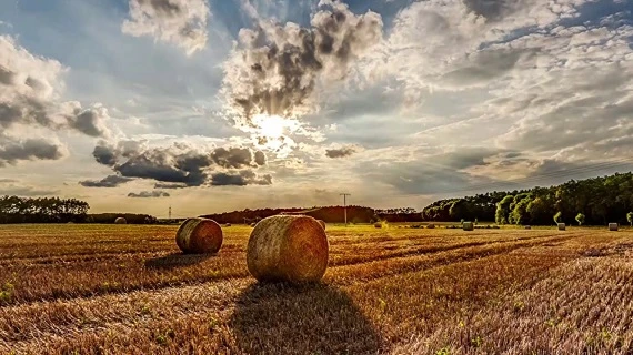 Часткова компенсація ЄСВ сімейним фермерським господарствам: які умови Часткова компенсація ЄСВ сімейним фермерським господарствам: які умови