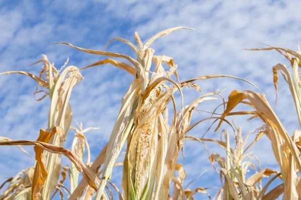 Як Держава підтримає фермерів у разі пошкодження посівів сільгоспкультур через надзвичайні ситуації пошкодження посівів сільгоспкультур