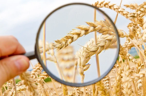 Аграрії під контролем ДПС: упереджено відшкодування 85 млн грн ПДВ при експорті «тіньового» зерна Аграрії під контролем ДПС