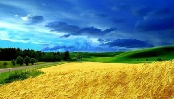 Що очікувати аграріям від земельної реформи Що очікувати аграріям від земельної реформи