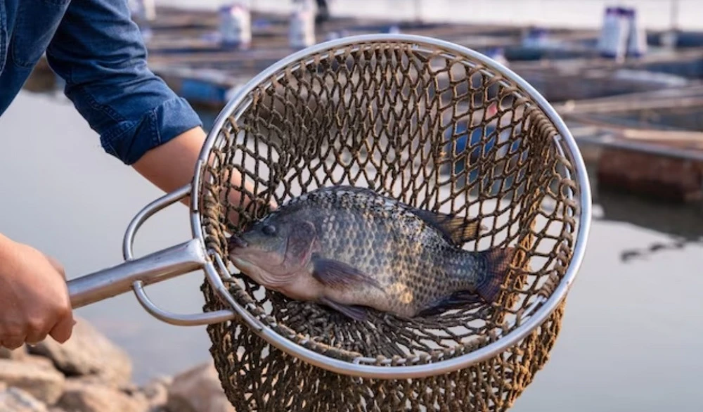 Уряд ухвалив рішення про фінансову підтримку виробників риби на деокупованих територіях