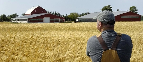 Постраждалі від війни домогосподарства у трьох прифронтових областях можуть отримати гранти на підготовку худоби до зими