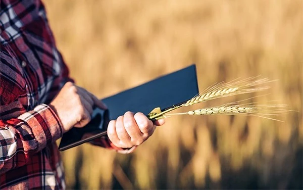 Сільгоспвиробництво: ДПС викриває схеми ухилення від оподаткування ПДВ