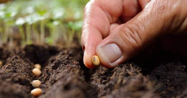 Контроль у насінництві та розсадництві посилять: Уряд схвалив законопроєкт